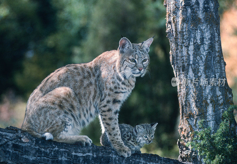 山猫(Lynx rufus)，也被称为红山猫，是一种中型猫，原产于北美。它的分布范围从加拿大南部到美国大部分地区，再到墨西哥的瓦哈卡州。蒙大拿东冰川。